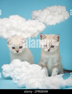 Two small kittens with a sad expression look at a homemade cotton cloud. Stock Photo