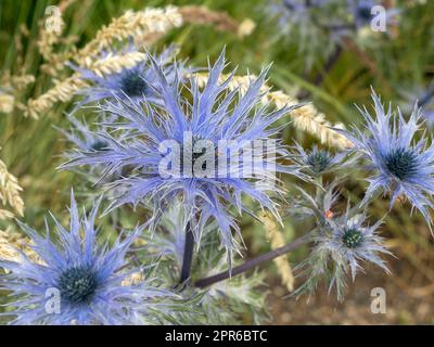 Sea holly Blue Star flowers, Eryngium alpinum Stock Photo