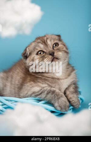 Gray sad Scottish kitten with tears in his eyes soap lies on a blue wicker product and looks up. Stock Photo