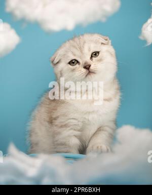 Small Scottish kitten with a long mustache poses in front of the camera on a blue background. Stock Photo