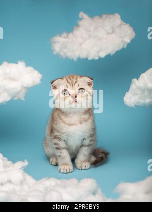 Portrait of a Scottish kitten sitting on a blue background as if in the sky among the clouds. Stock Photo