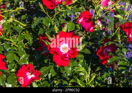 Rosa Dortmund flower bloom in the summer garden Stock Photo
