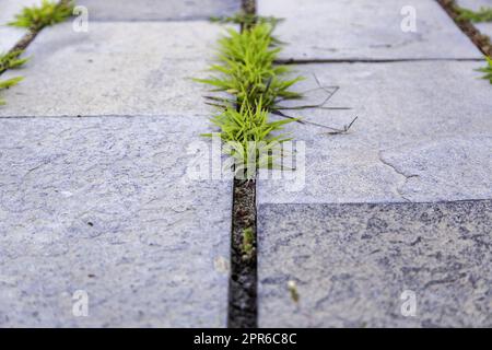 Cement floor with grass Stock Photo