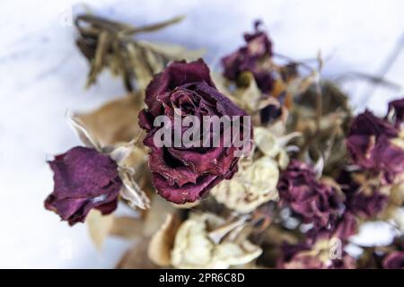 Dried and dead flowers in a pot Stock Photo