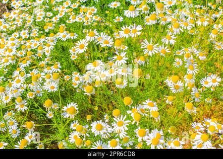 Yellow white colorful Chamomile flowers on green meadow field Germany. Stock Photo