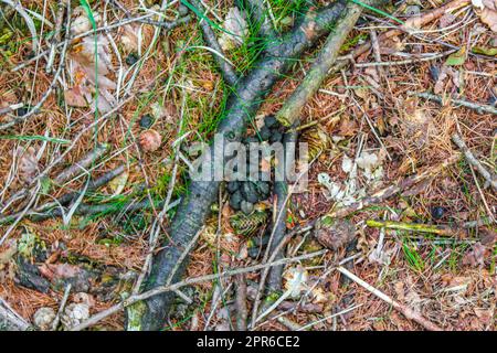 Sawed eaten tree stump and wood on forest floor Germany. Stock Photo