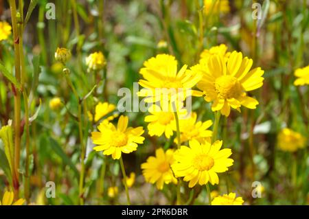 Coleostephus myconis in flower in Portugal Stock Photo