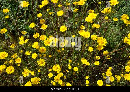 Coleostephus myconis in flower in Portugal Stock Photo