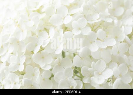 Blooming Hydrangea flower in a garden Stock Photo