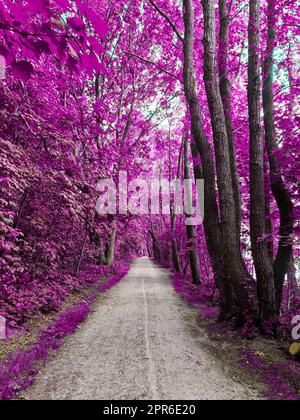 Beautiful pink and purple infrared panorama of a forest. Stock Photo