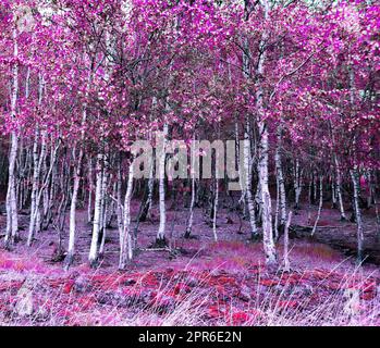 Beautiful pink and purple infrared panorama of a forest. Stock Photo