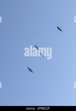 Lots of white storks in a completely blue sky Stock Photo