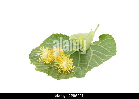Lime blossoms with leafs isolated on white Stock Photo