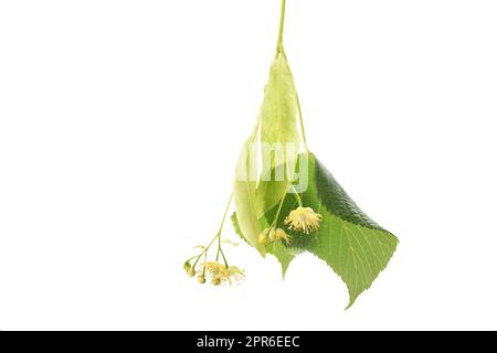 Lime blossoms with leafs isolated on white Stock Photo