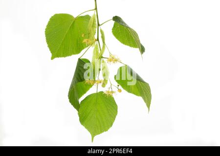 Lime blossoms with leafs isolated on white Stock Photo