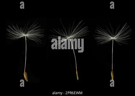 Three Dandelion seeds on black background Stock Photo