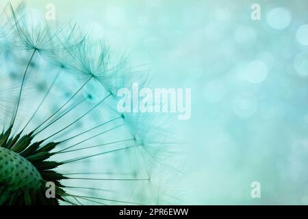 Delicate dandelion seeds, macro shot Stock Photo