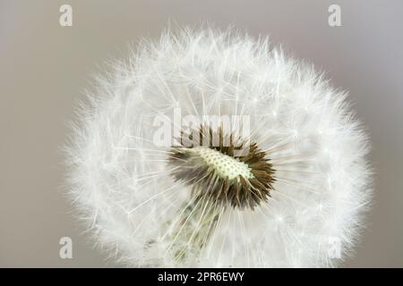 Delicate dandelion seeds, macro shot Stock Photo