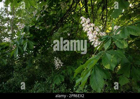 Blooming chestnut tree in spring Stock Photo
