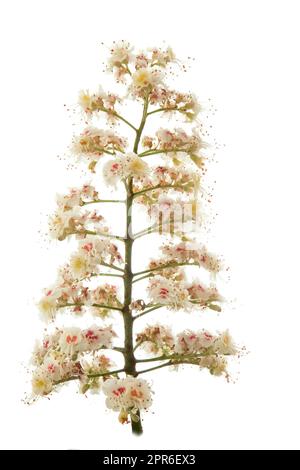 Blossoms of a chestnut tree on white Stock Photo