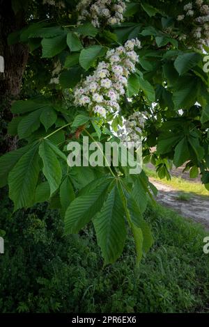 Blooming chestnut tree in spring Stock Photo