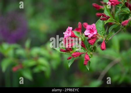 Blomming Weigela bush in the garden Stock Photo