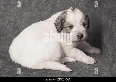 cute white shepherd puppy Stock Photo