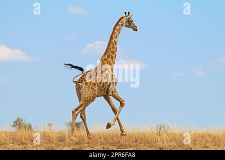 Giraffe running on the African plains Stock Photo