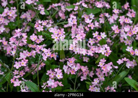Pink forget me not flowers in a garden Stock Photo