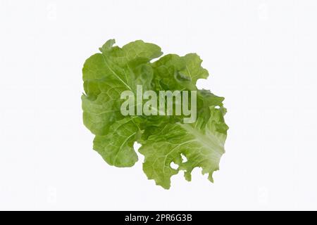 Single lettuce leaf on white background Stock Photo