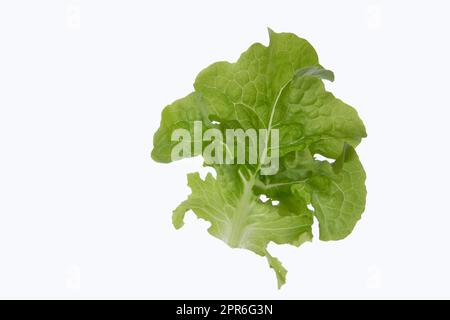 Single lettuce leaf on white background Stock Photo