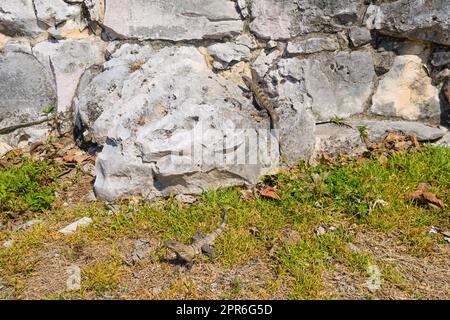2 gray iguanas lizards sitting on the stones of Mayan Ruins in Tulum, Riviera Maya, Yucatan, Caribbean Sea, Mexico Stock Photo