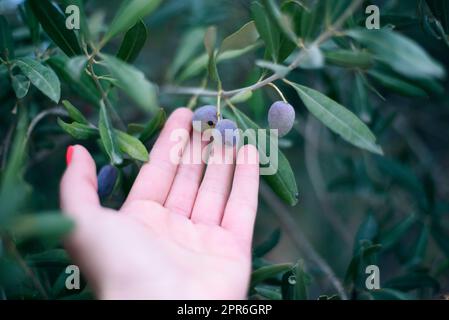 Young girl holds in her hands a branch with juicy ripe black olives at sunset, a woman is engaged in farming and gardening, develops a plantation of o Stock Photo