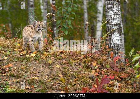 Cougar Kittens (Puma concolor) at Top of Embankment Look Right Autumn Stock Photo