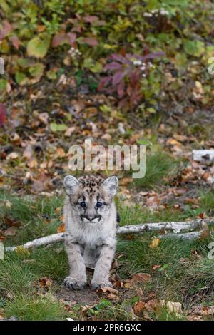 Cougar Kitten (Puma concolor) Stands Looking Out at Base of Embankment Autumn - captive animal Stock Photo