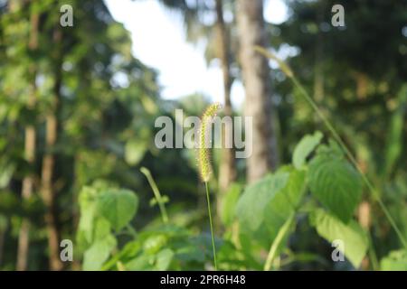 wild grass shrubs in the forest of kerala Stock Photo