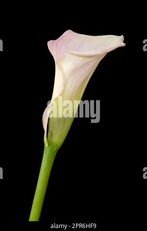 Single Calla flower on black background Stock Photo