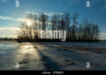 Frozen water in the meadow and the sun behind the trees Stock Photo