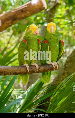 2 double yellow-headed amazons parrots, Amazona oratrix, are sitting on the branch in tropical jungle forest, Playa del Carmen, Riviera Maya, Yu atan, Mexico Stock Photo