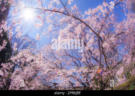 Weeping cherry tree and sunny blue sky Stock Photo