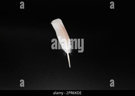 white feather on black background Stock Photo