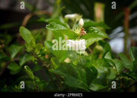 Jasmine flower symbol of Mother's day in Thailand. space for text Stock Photo