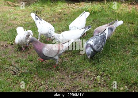 Stadttaube  City pigeon   (Columba livia forma domestica) Stock Photo
