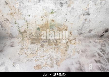 Fungal mold on an interior wall Stock Photo
