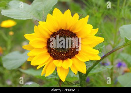 Sonnenblume   Sunflower   (Helianthus annuus) Stock Photo
