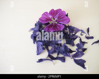 Dried mallow flowers and a fresh flower, Malvae sylvestris flos Stock Photo