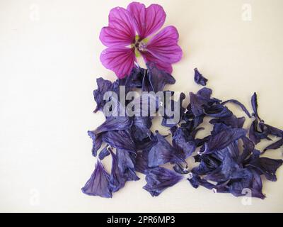 Dried mallow flowers and a fresh flower, Malvae sylvestris flos Stock Photo