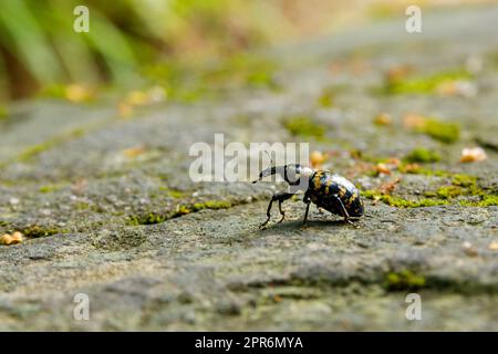 A Big Butterbur Weevil Beetle Stock Photo