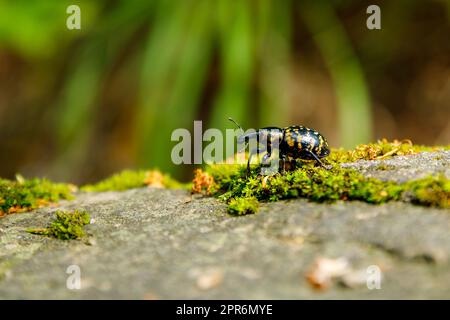 A Big Butterbur Weevil Beetle Stock Photo