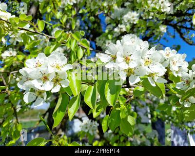 Spring time. Wild pear tree branch and sprig with the blooming flowers on a blurred bacground. Flowering pear in spring garden during flowering Stock Photo
